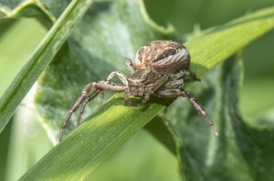 15 Wandering crab spider on the village green.