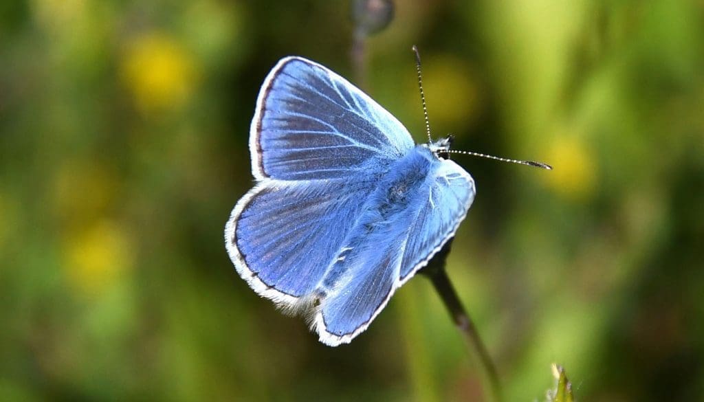 18 Male common blue