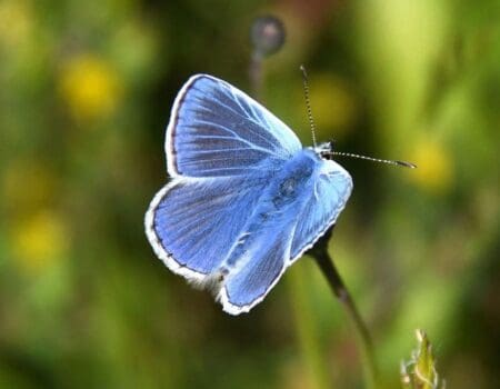 Wildlife Blog by Ron Allen – 31 May