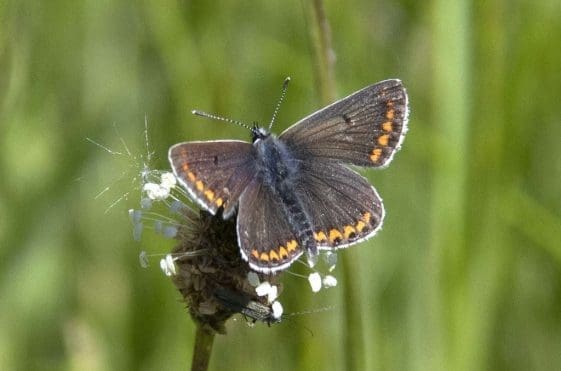 19 Female common blue butterfly on Woolmer Road verge.