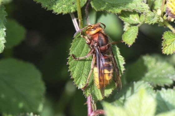 20 Queen European hornet on Petersfield Heath.