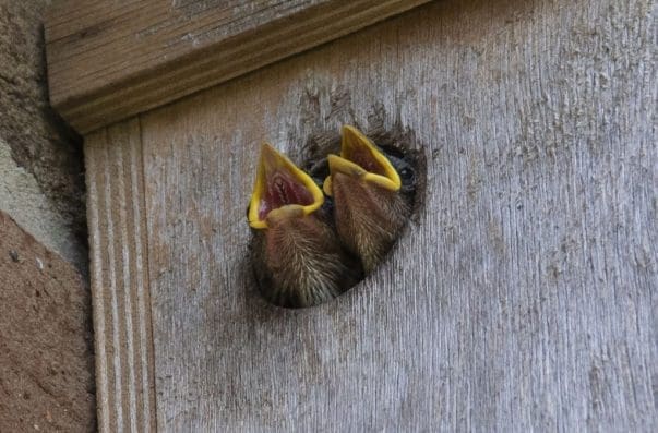 3 Two house sparrow chicks calling for food.