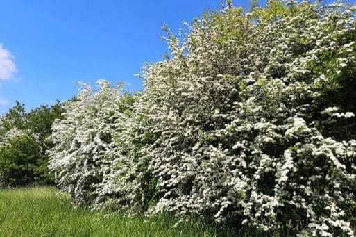 6 Hawthorn bushes in flower on the village green..