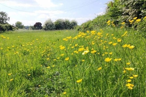 8 Tall meadow buttercups on the village green.