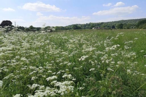 9 Cow parsley spreading just inside to the entrance to the Green.