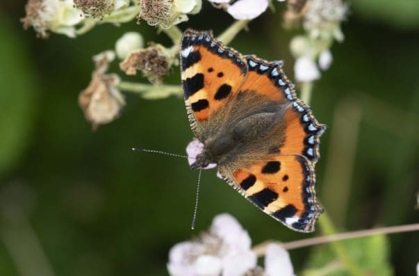 1 Small tortoiseshell butterfly on the village green