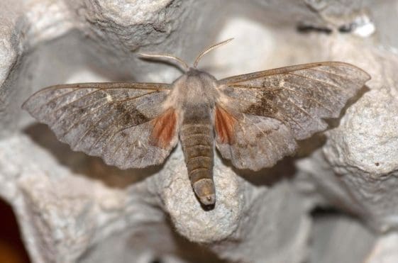 11 Poplar hawkmoth