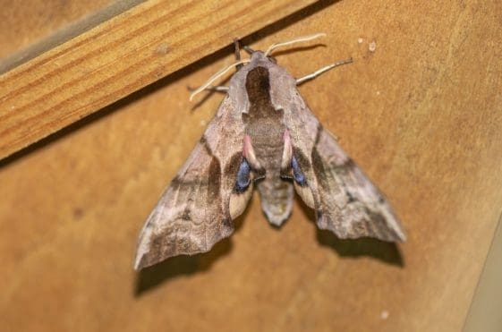 12 Eyed hawkmoth