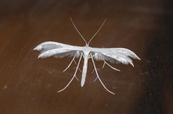 13 White plume moth