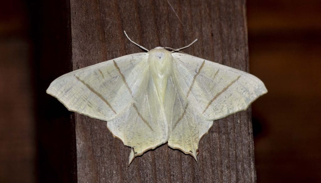 14 Swallow-tailed Moth (Ourapteryx sambucaria)