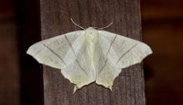14 Swallow-tailed Moth (Ourapteryx sambucaria)