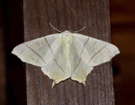 Wildlife Blog by Ron Allen – 30 June