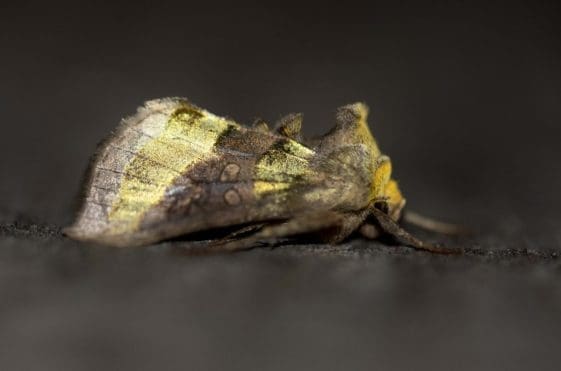 17 Iridescent burnished brass moth