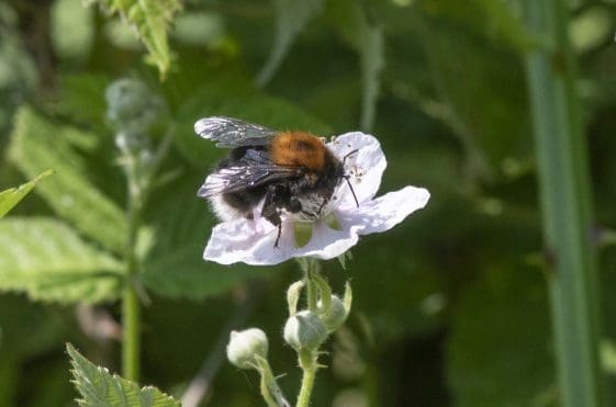 19 Tree bumblebee on the village green
