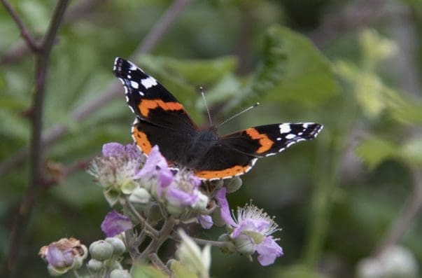 2 Red admiral butterfly on the village green