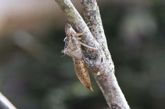 22 Exuvial pupal skin of an emperor dragonfly