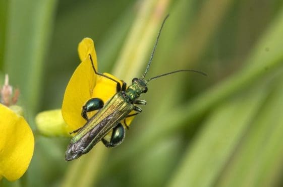 23 Male thick-kneed flower beetle