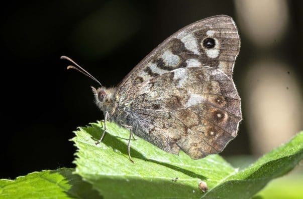 5 Speckled wood underside.