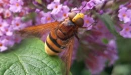6 Hornet mimic hoverfly Volucella zonaria