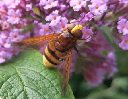 Wildlife Blog by Ron Allen – 17 July