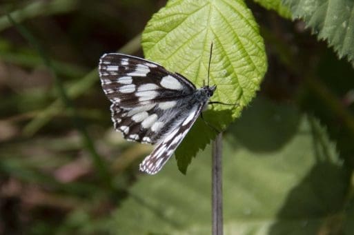 7 Marbled white butterfly on the village green