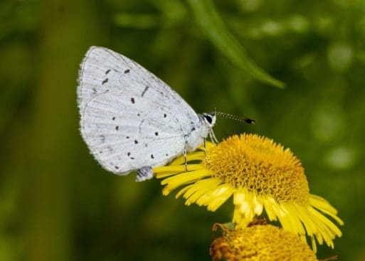 10 Holly blue butterfly on Canadian fleabane.