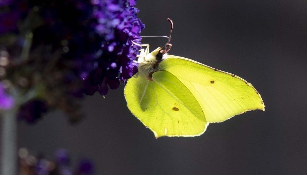 11 Brimstone on buddleia