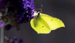 11 Brimstone on buddleia