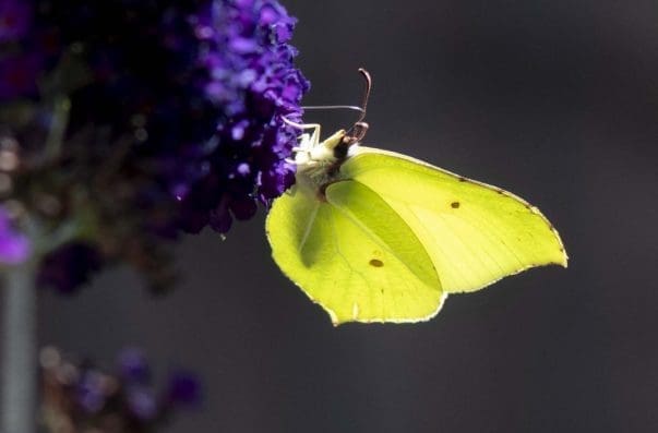 11 Male brimstone butterfly on purple buddleia.