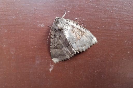 13 Old lady moth, a large species resembling an old lady’s cloak.
