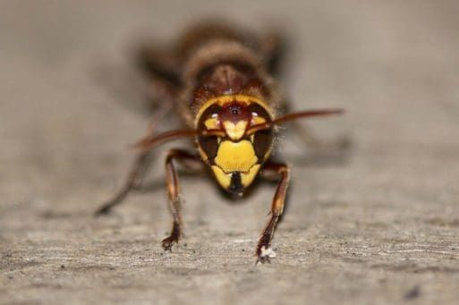 16 One of the hornets that have been attracted to our light trap.