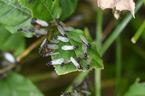 17 Male flying ants recently emerged from their underground nest to mate with the new queens.