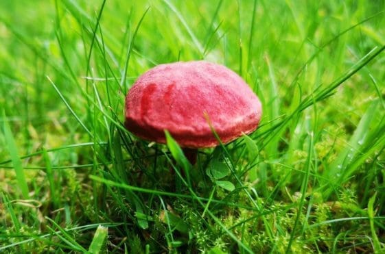 19 A red bolete fungus on our lawn which has pores rather than gills.