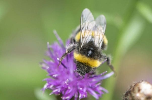 2 Bumble bee worker on black knapweed.