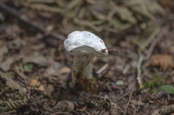 20 A white fungus. Not sure what it is or if the white coating is perhaps another fungus.