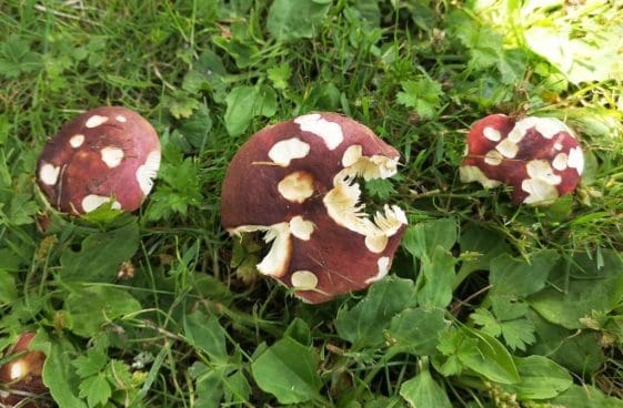 21 Purple brittlegill Russula species gilled toadstool nibbled by slugs and squirrel.