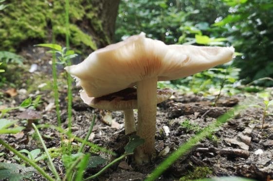23 A gilled toadstool fungus.