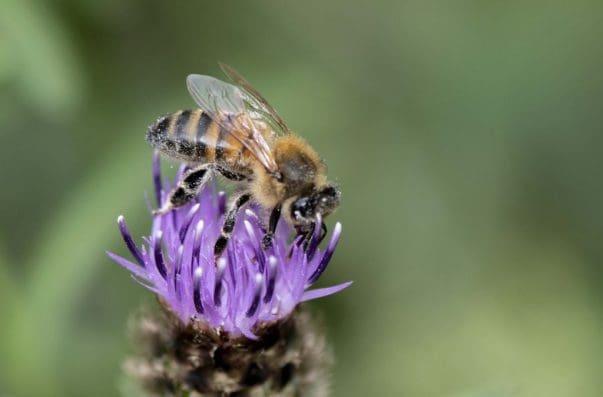 3 Honey bee on black knapweed.