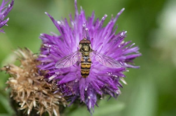 4 The wasp mimic, marmalade hoverfly, on black knapweed.