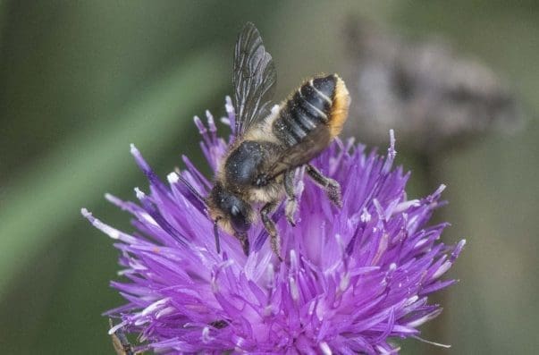 5 Patchwork leaf-cutter bee on black knapweed.