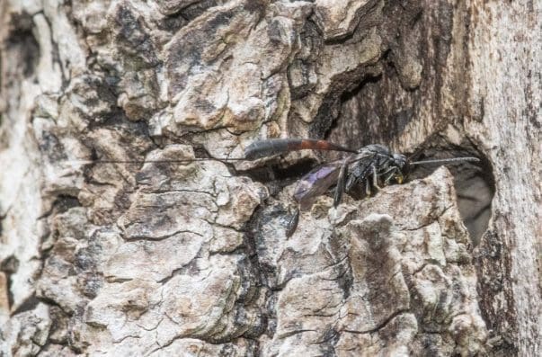 8 Gasteruption, another leaf-cutter bee parasite.