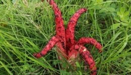 1 Devil's fingers