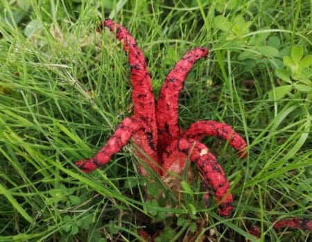 Wildlife blog by Ron Allen 18 September 2023