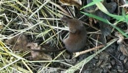 1 Pygmy shrew R