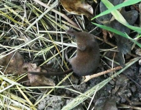 Ron’s Wildlife Blog 30 October 2023