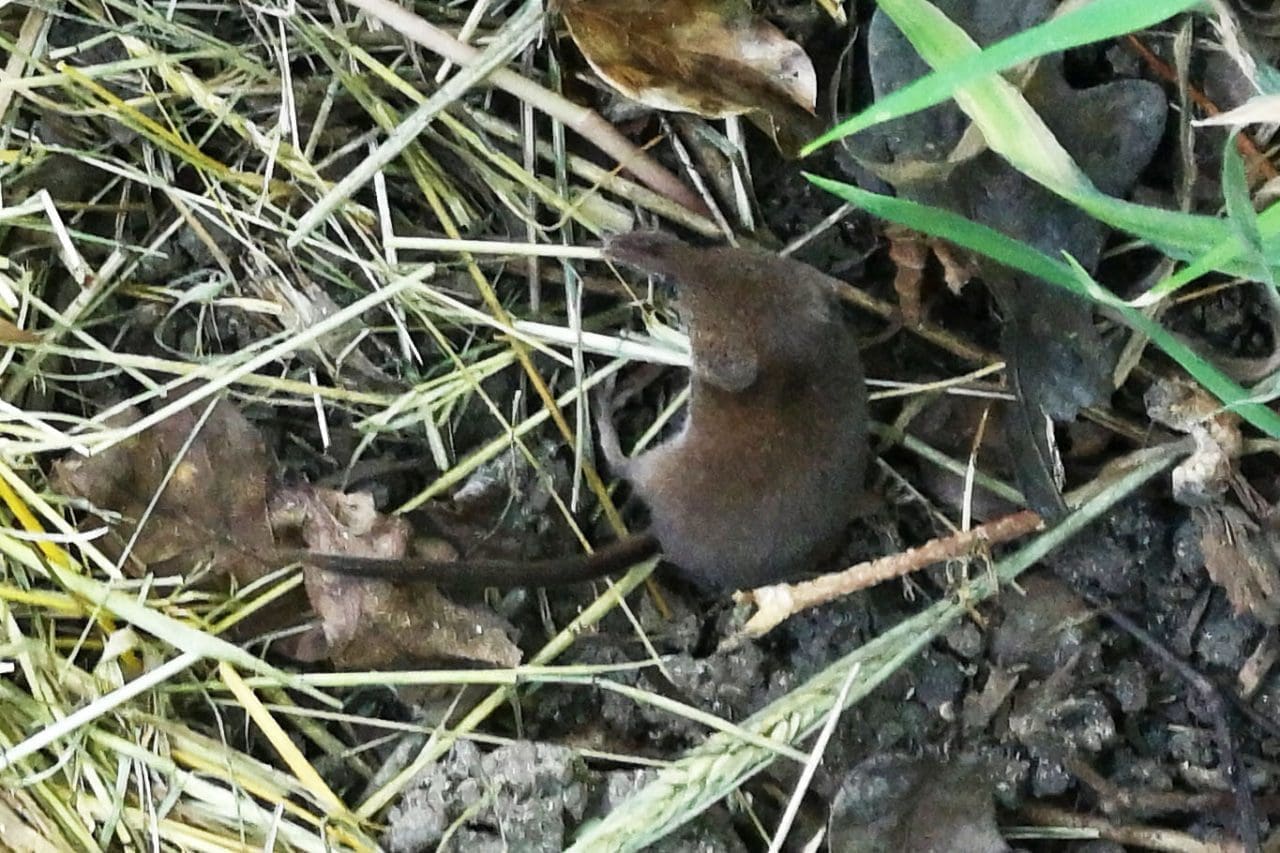 1 Pygmy shrew R 1 Our smallest mammal, the Pygmy Shrew.