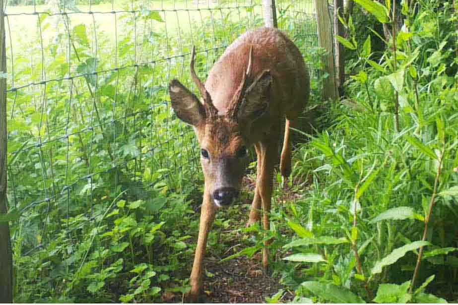 12 Roe buck R 12 Roe buck.