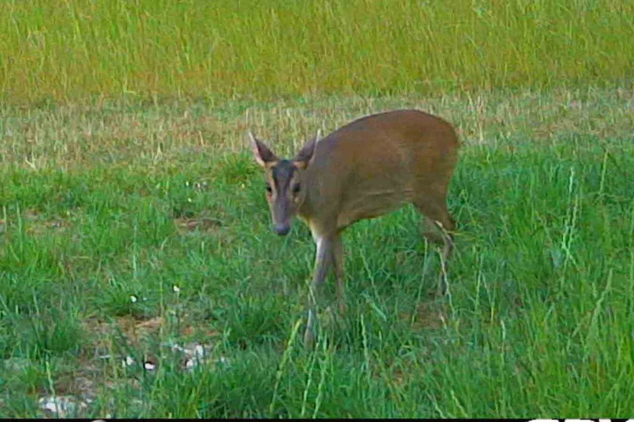 14 Muntjac deer 14 Muntjac deer on New Buildings Farm (courtesy of Mark Rowdon, farm manager).