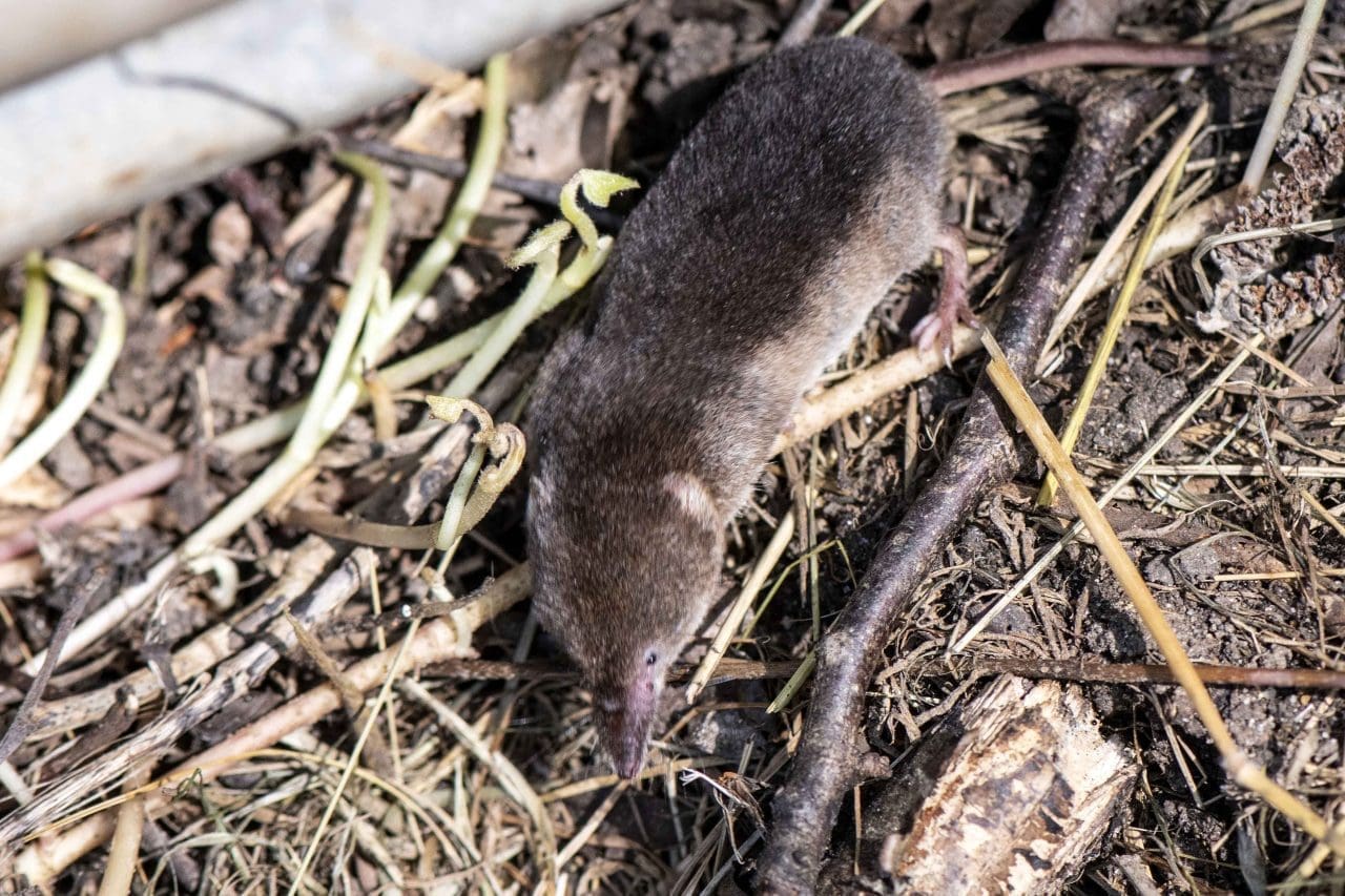 2 Common shrew R 2 The more frequently seen Common Shrew.