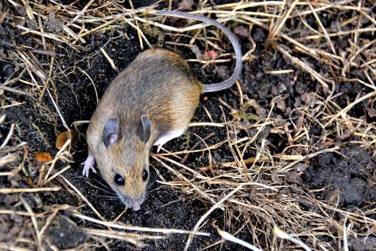 4 Wood mouse R 4 Wood Mouse.